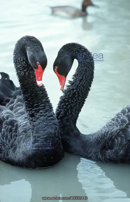 : BLACK SWANS - two displaying : BLACK SWANS - two displaying