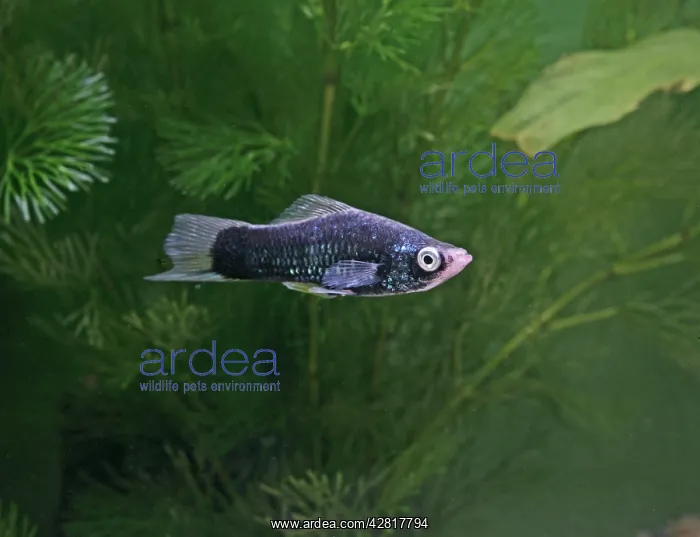 : Black swordtail - side view - variant : Black swordtail - side view - variant