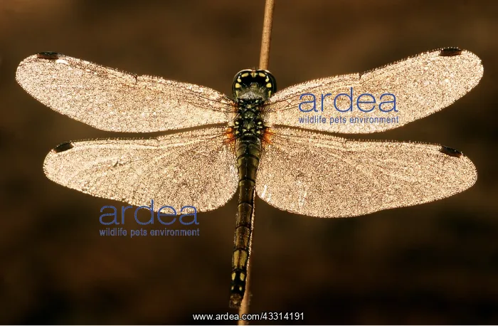 : BLACK SYMPETRUM DRAGONFLY : BLACK SYMPETRUM DRAGONFLY