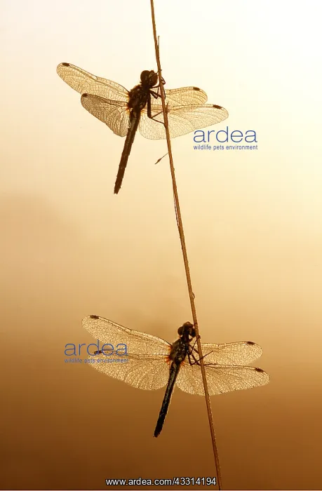  : BLACK SYMPETRUM DRAGONFLY X2
