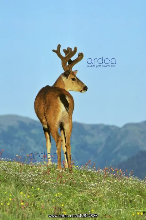 : Black-tail Deer - buck : Black-tail Deer - buck