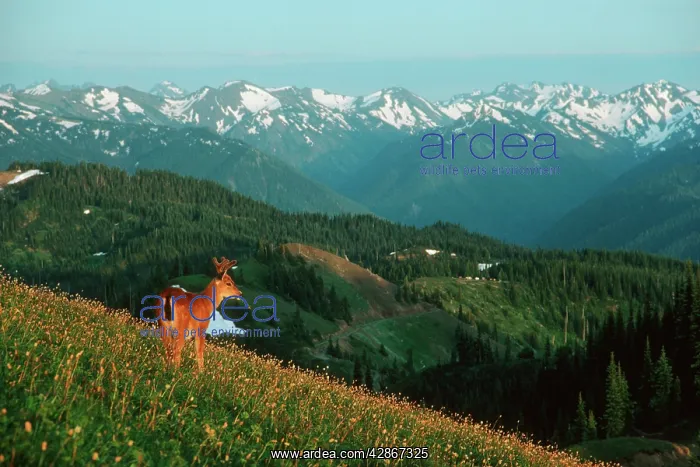 : Black-tail Deer - buck in alpine meadow covered : Black-tail Deer - buck in alpine meadow covered