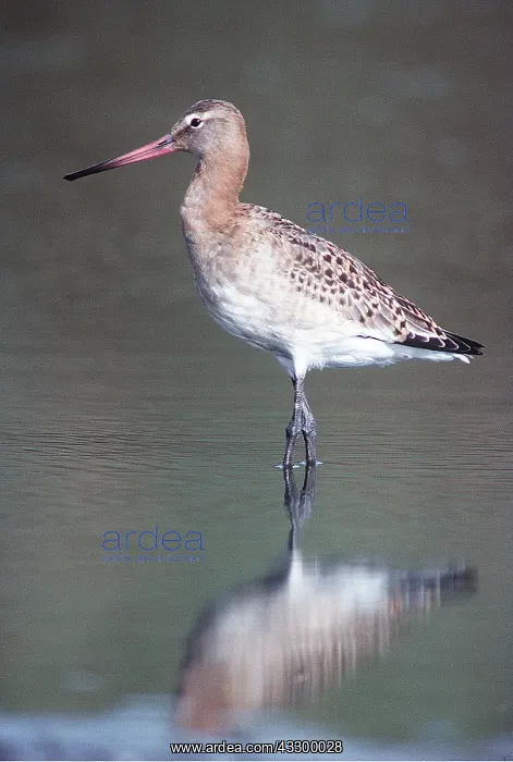 : BLACK TAIL GODWIT - standing in water : BLACK TAIL GODWIT - standing in water