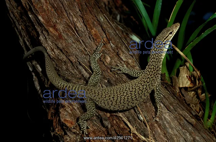 : Black-tailed / Black-headed monitor : Black-tailed / Black-headed monitor