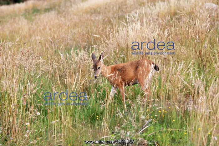 : Black-tailed Deer : Black-tailed Deer