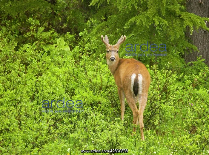 : Black-tailed deer / Blacktail deer, in mountain forest : Black-tailed deer / Blacktail deer, in mountain forest