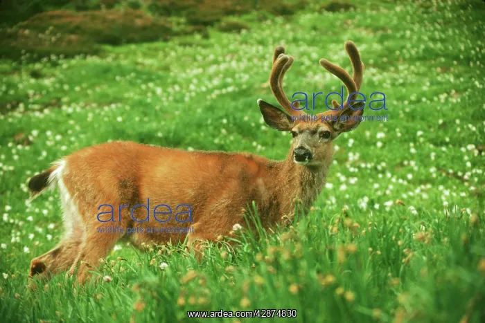 : Black-tailed Deer - buck standing among avalanche : Black-tailed Deer - buck standing among avalanche