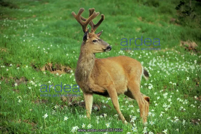 : Black-tailed Deer - buck stands among subalpine : Black-tailed Deer - buck stands among subalpine