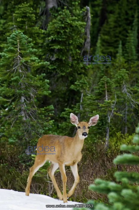 : Black-tailed Deer - doe. July : Black-tailed Deer - doe. July