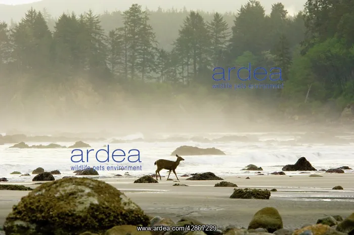  : Black-tailed Deer - doe walking along Olympic National