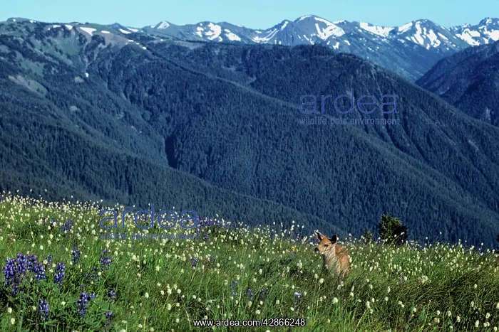 : Black-tailed Deer - fawn in subalpine meadow, summer : Black-tailed Deer - fawn in subalpine meadow, summer