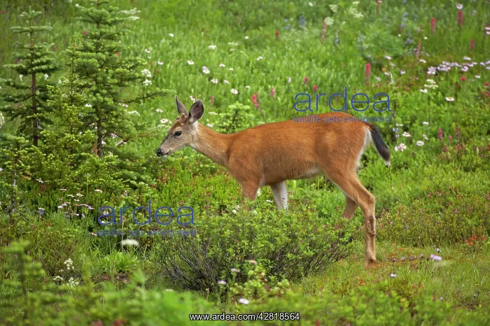 : Black-tailed Deer (Subsp of Mule deer) - grazing : Black-tailed Deer (Subsp of Mule deer) - grazing