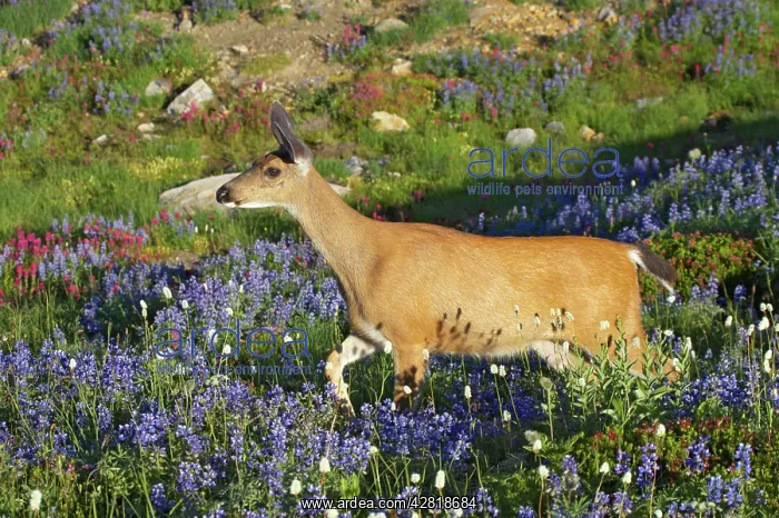 : Black-Tailed Deer (Subsp of Mule deer) - grazing : Black-Tailed Deer (Subsp of Mule deer) - grazing