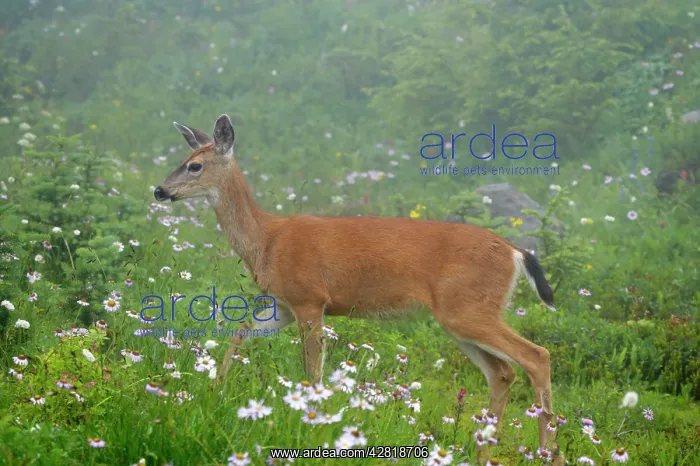 : Black-tailed Deer (Subsp of Mule deer) grazing : Black-tailed Deer (Subsp of Mule deer) grazing