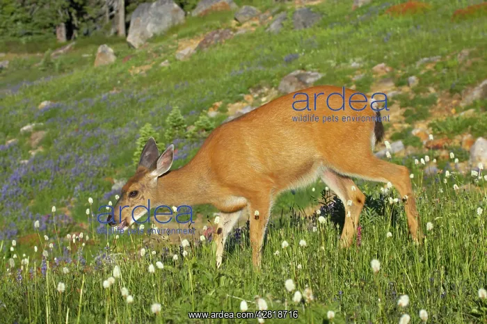 : Black-Tailed Deer (Subsp of Mule deer) - grazing : Black-Tailed Deer (Subsp of Mule deer) - grazing