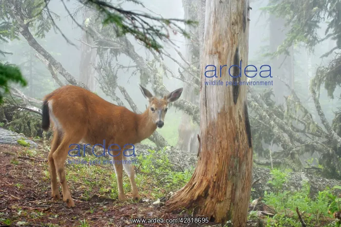 : Black-tailed Deer (Subsp of Mule deer) - in low : Black-tailed Deer (Subsp of Mule deer) - in low