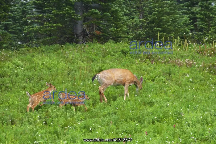 : Black-Tailed Deer (Subsp of Mule deer) - in subalpine : Black-Tailed Deer (Subsp of Mule deer) - in subalpine