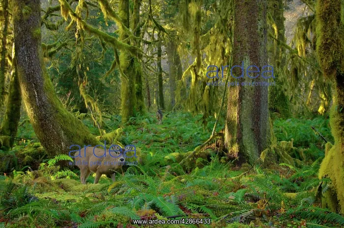 : Black-tailed Deer - in temperate rain forest : Black-tailed Deer - in temperate rain forest