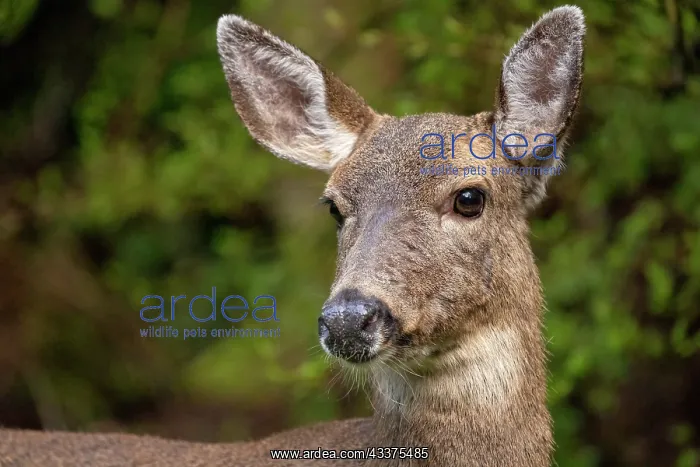 : Black-tailed doe : Black-tailed doe