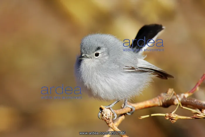 : Black-tailed Gnatcatcher : Black-tailed Gnatcatcher