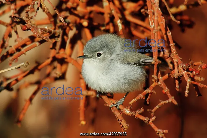 : Black-tailed Gnatcatcher : Black-tailed Gnatcatcher