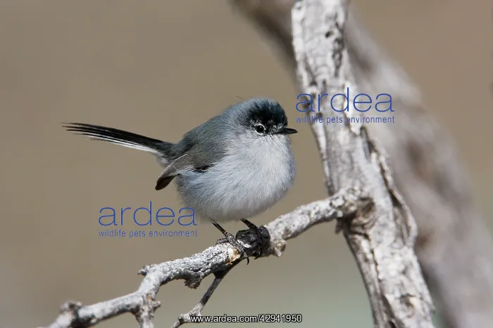 : Black-tailed Gnatcatcher : Black-tailed Gnatcatcher
