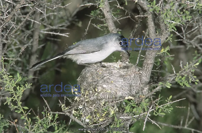 : Black-tailed Gnatcatcher : Black-tailed Gnatcatcher