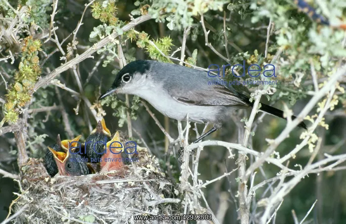 : Black-Tailed GNATCATCHER - Maule at nest with young : Black-Tailed GNATCATCHER - Maule at nest with young