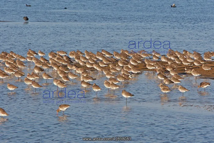 : Black-tailed Godwit : Black-tailed Godwit