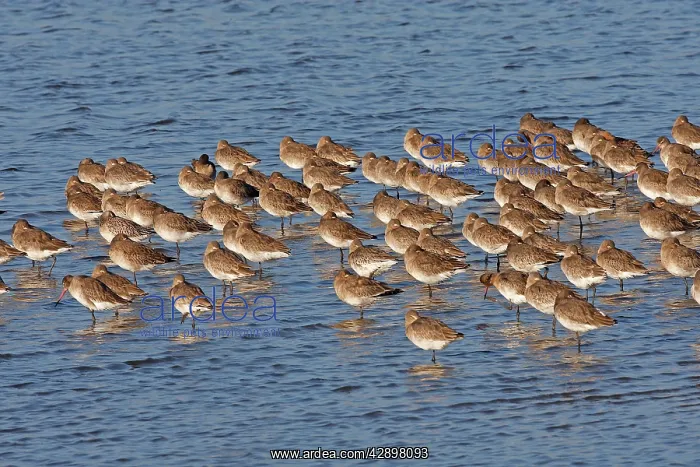 : Black-tailed Godwit : Black-tailed Godwit