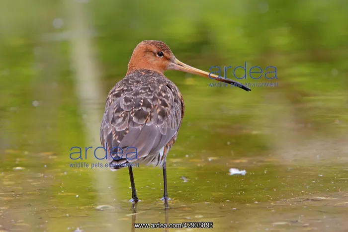 : Black-tailed Godwit : Black-tailed Godwit