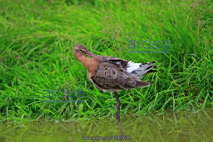 : Black-tailed Godwit : Black-tailed Godwit