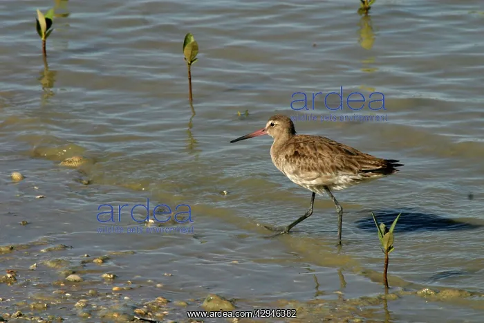  : Black-tailed Godwit