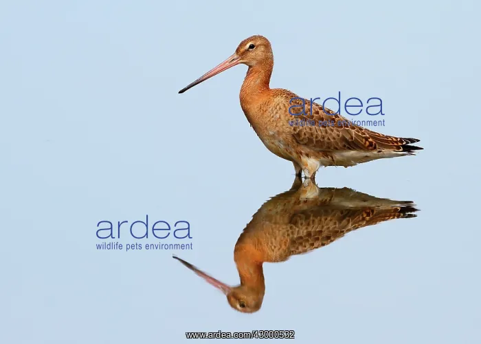 : Black-tailed Godwit : Black-tailed Godwit