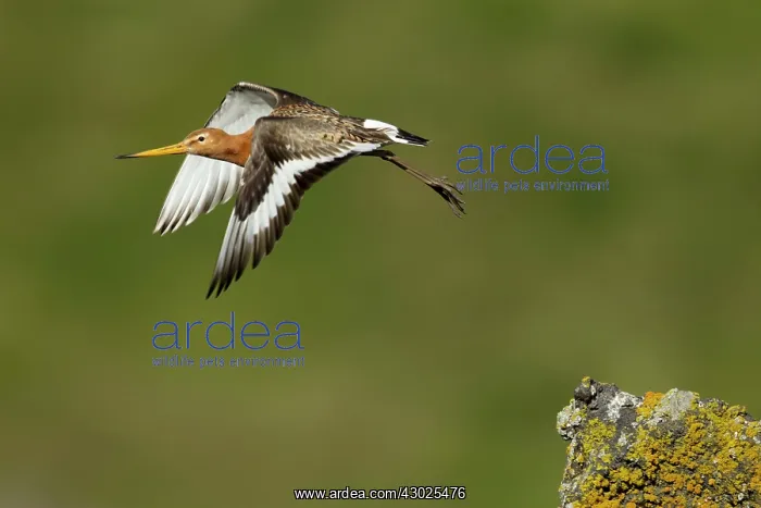 : Black-tailed Godwit : Black-tailed Godwit