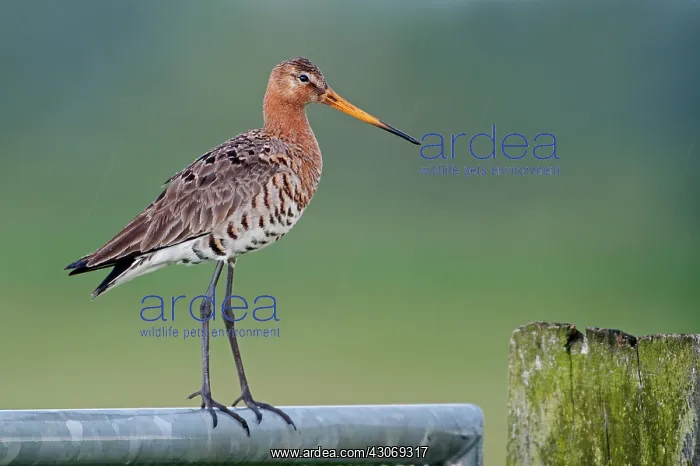 : Black-tailed Godwit : Black-tailed Godwit