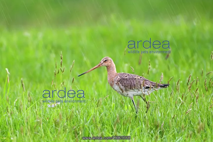 : Black-tailed Godwit : Black-tailed Godwit