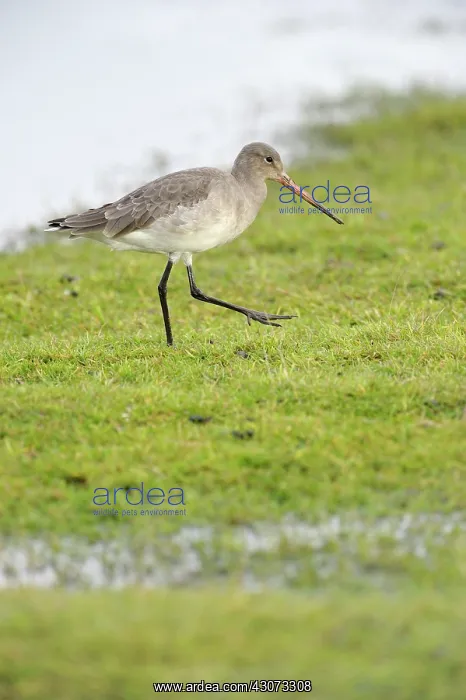 : Black-tailed Godwit : Black-tailed Godwit
