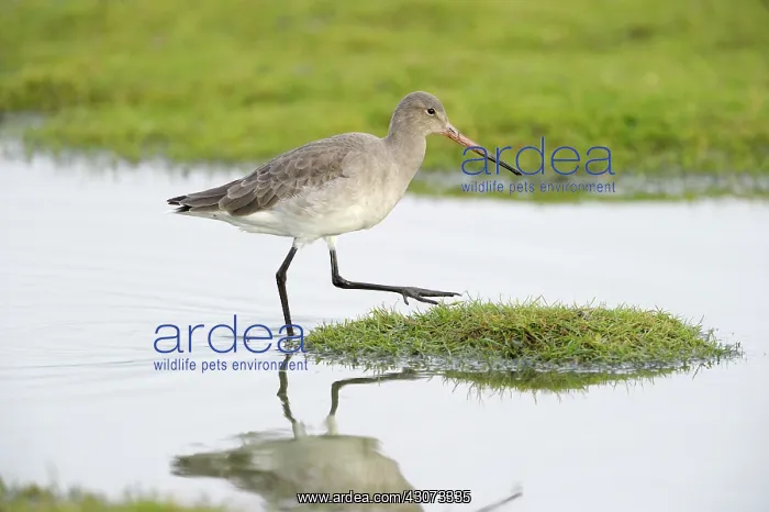 : Black-tailed Godwit : Black-tailed Godwit