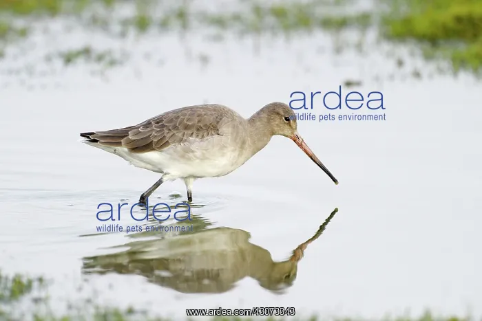 : Black-tailed Godwit : Black-tailed Godwit
