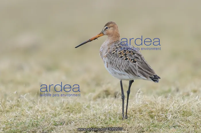 : Black-tailed Godwit : Black-tailed Godwit