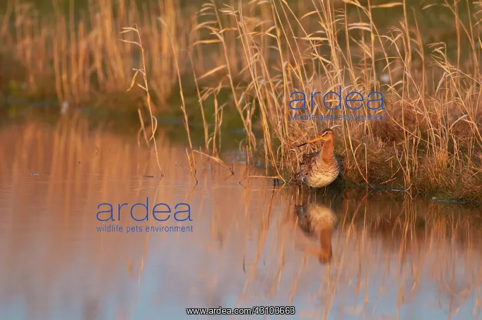 : Black-tailed Godwit : Black-tailed Godwit