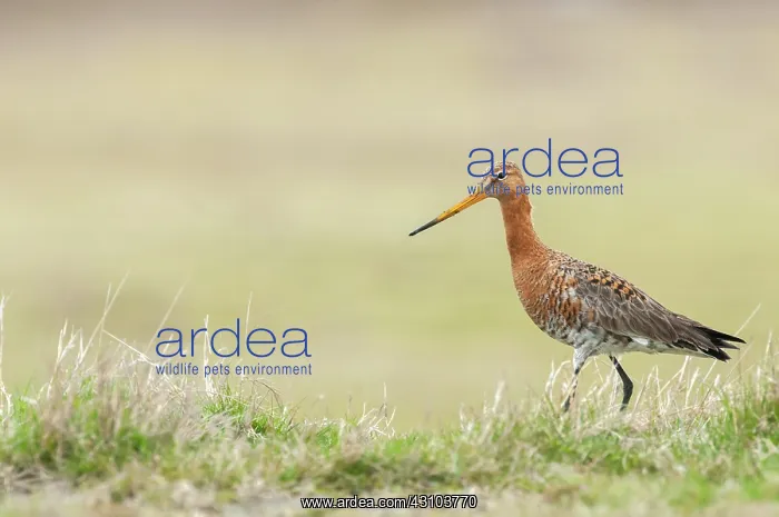 : Black-tailed Godwit : Black-tailed Godwit