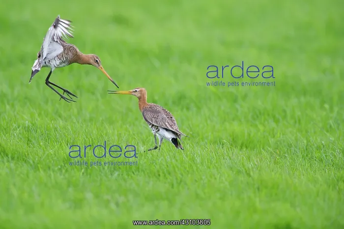 : Black-tailed Godwit : Black-tailed Godwit