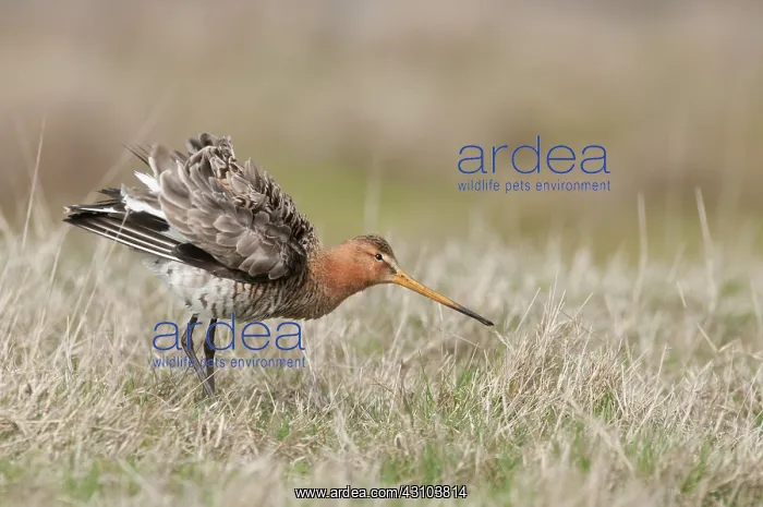 : Black-tailed Godwit : Black-tailed Godwit