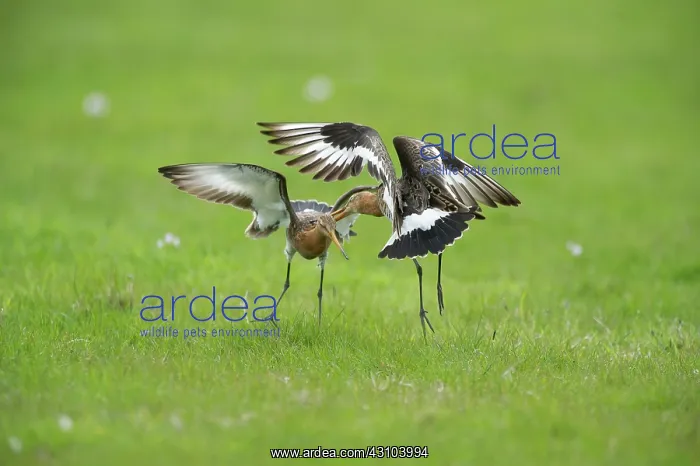: Black-tailed Godwit : Black-tailed Godwit