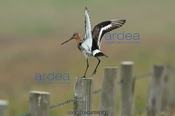 : Black-tailed Godwit : Black-tailed Godwit