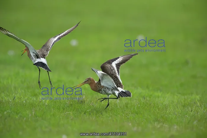 : Black-tailed Godwit : Black-tailed Godwit