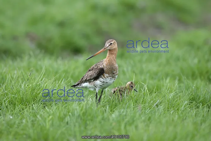 : Black-tailed Godwit : Black-tailed Godwit