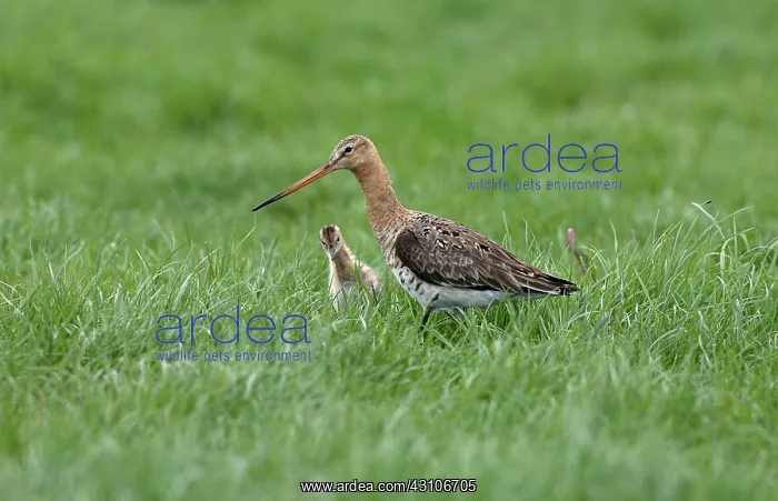 : Black-tailed Godwit : Black-tailed Godwit